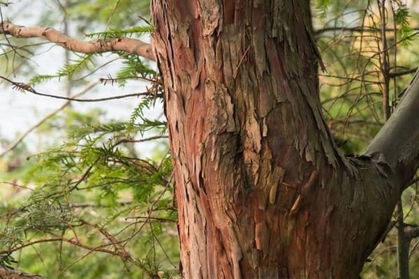 Medicinal plants: tree known as the Pacific Yew (Taxus brevifolia)