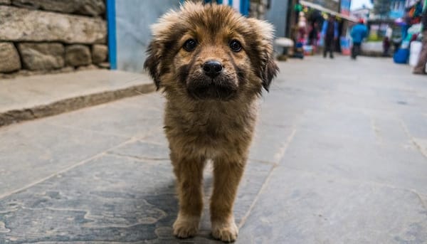 Dogs of mixed breeds, the favorite and most loved in Mexico.