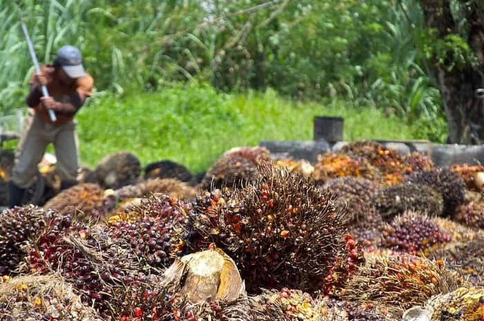 Sustainable palm oil production.