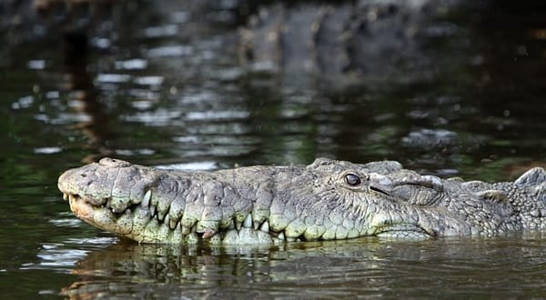 A crocodile attacked tourist in Nuevo Vallarta.