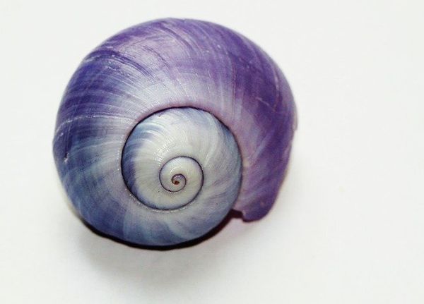 Snail Purpura pansa inhabits all the coastal states of the Mexican Pacific.