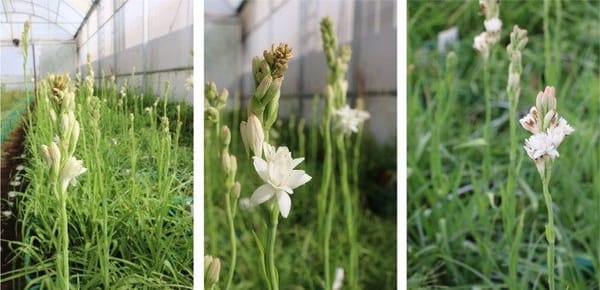 Tuberose