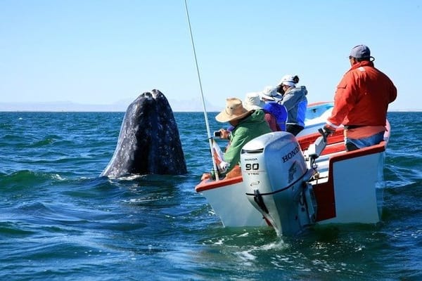 Whale watching in Mexico.