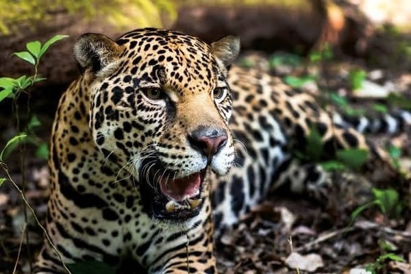 Jaguar