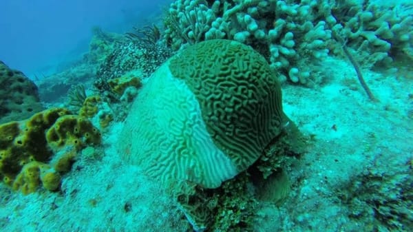 White syndrome in Caribbean corals.