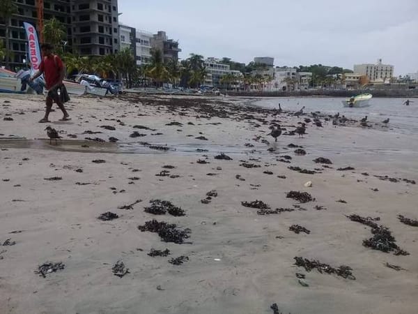 Sargassum in Mazatlan