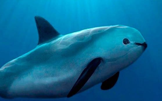 La vaquita porpoise