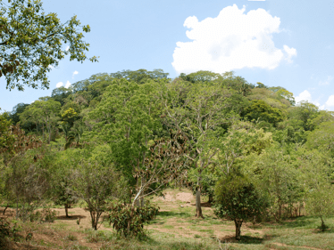 The sacred hill El Manatí