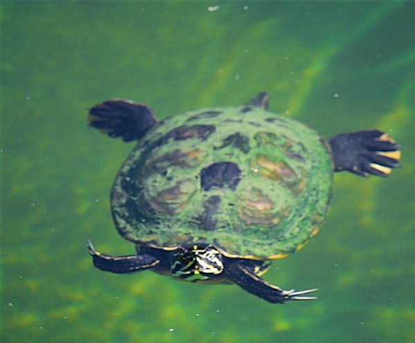 Japanese turtles