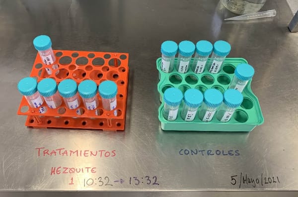 Testing mesquite to combat parasites in cattle and further increase their productivity.