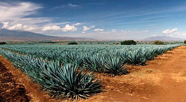 The agaves or magueys.