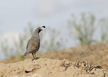 Quails, deer and wolves are some of the animals that were offered in celebrations of the Mexica ritual calendar