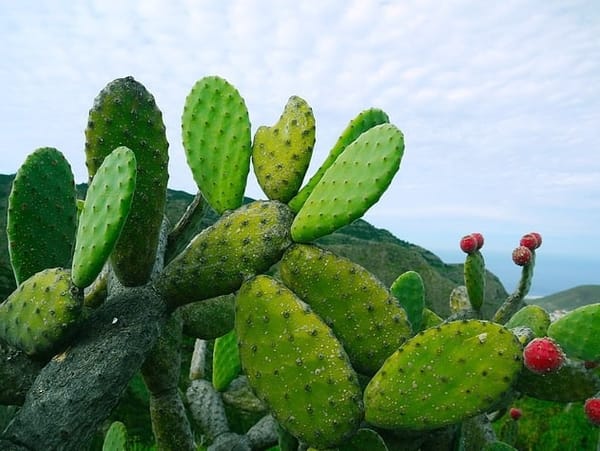 El nopal de México