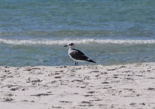 Introduced fauna: how abandoned cats on the island decimate entire populations of endemic birds, reptiles, and rodents