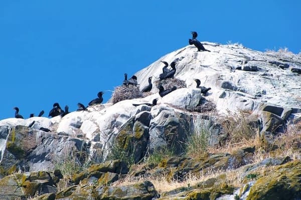 Cormoranes en Isla de Guano