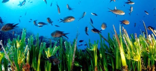 Les herbiers marins capturent plus de carbone bleu que les forêts tropicales.