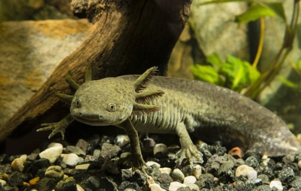 Os axolotls