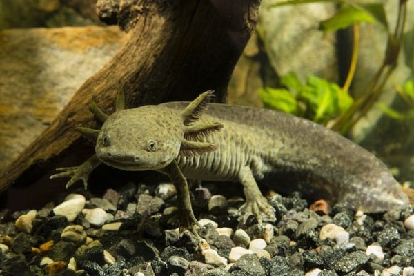 Los axolotl