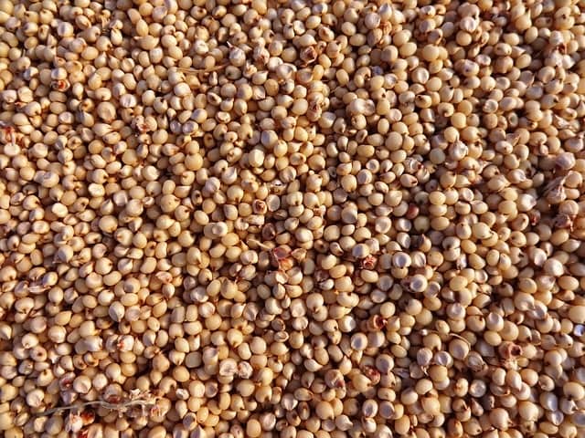 Sorgo, uma opção sem glúten