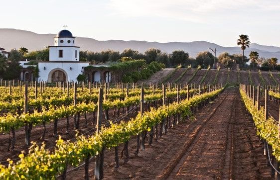 Vineyards of Ensenada, Baja California