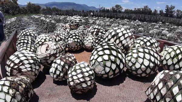 Agave Tequilana Weber blue variety plant, the raw material used in the production of tequila.