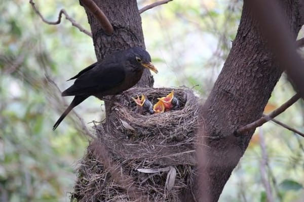 Solidarity in brood care in birds.