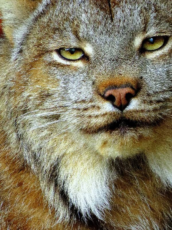 Canada lynx (Lynx canadensis)