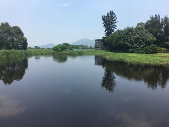 Wetlands disappearance accelerated by human activities.