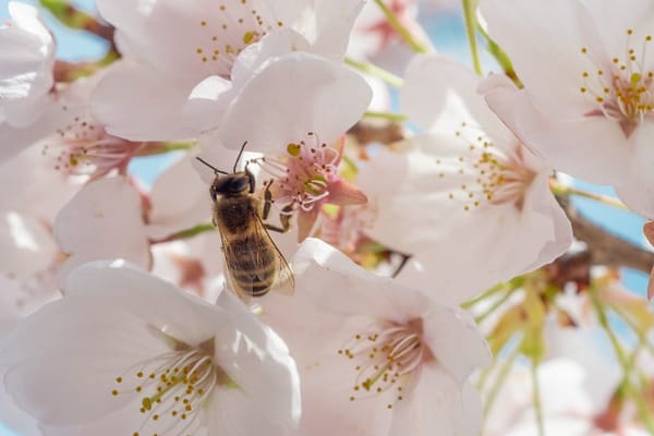 As bees pass through the female organs of the flower, they leave pollen grains behind.