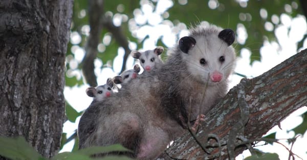 The fauna of Mexico is really interesting and one of the most incredible animals is the tlacuache.