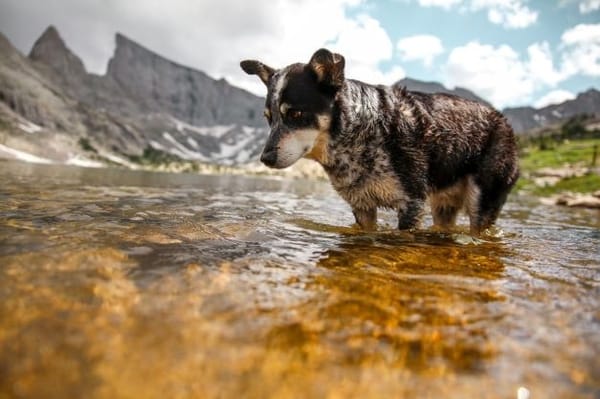 O Verão e as alegrias da água: um animal de estimação pode ter medo da água e de como ensinar o seu cão a nadar.