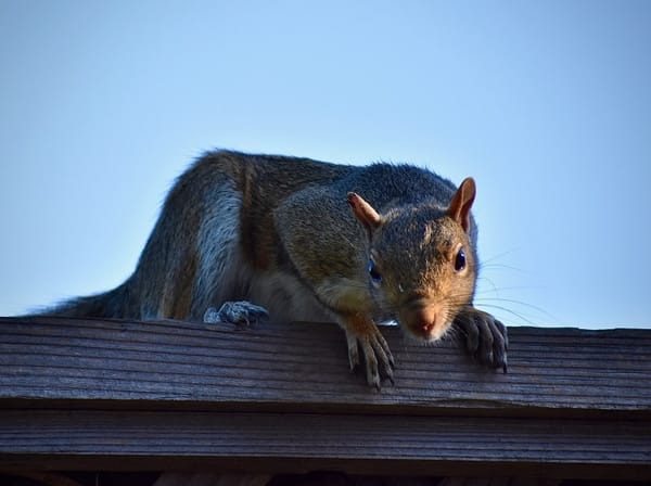 Loss of habitat favors rodents that are carriers of diseases for humans.