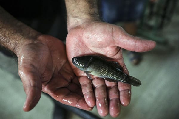 Chopopo fish is a less expensive and more nutritious dietary choice.