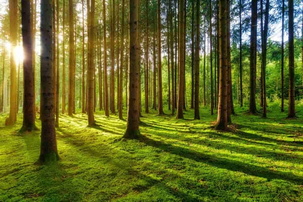 "Forest baths" recommended to improve people's well-being