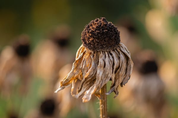 Heat island effects must be mitigated as well as climate change.