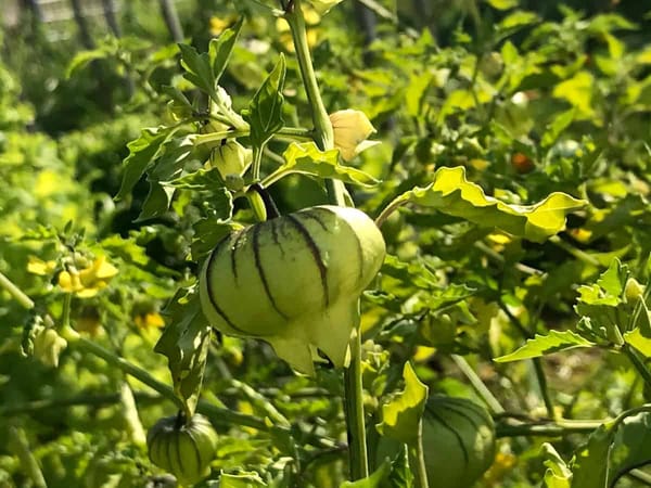 MIltomate is a green tomato that grows in the field, smaller than the common one.