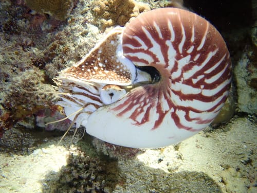 A Fossil of the Nautilus, an Observed Mollusk.