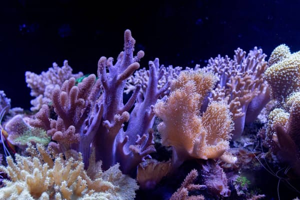 The conservation and management of coral reefs will allow us to continue enjoying their beauty.