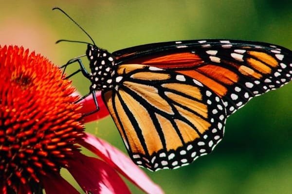 The butterfly's transformation into an adult is a fascinating example of insect metamorphosis.