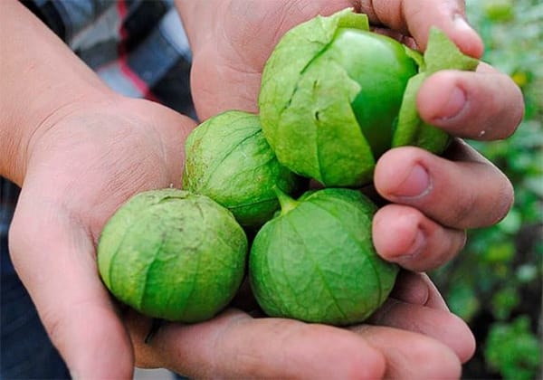 Mexican husk tomato contains proteins, fats, carbohydrates, iron, among other nutrients.