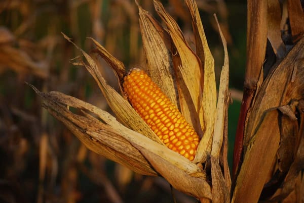 The Combination of Traditional Agricultural Systems in Mexico and Agricultural Markets.