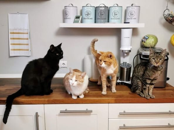 Un nuevo estudio también revela que las personas mayores intentan agarrar y sujetar a los gatos más que los jóvenes.