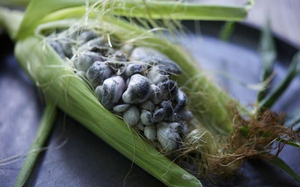 Huitlacoche has become a sophisticated ingredient recognized by chefs as a product of unbeatable flavor.