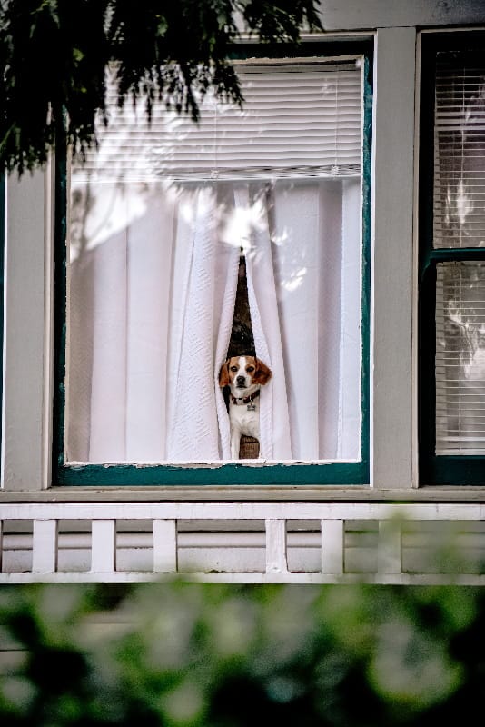 Porque deixar o rádio ligado enquanto deixa o seu cão em casa sozinho não é uma boa ideia.