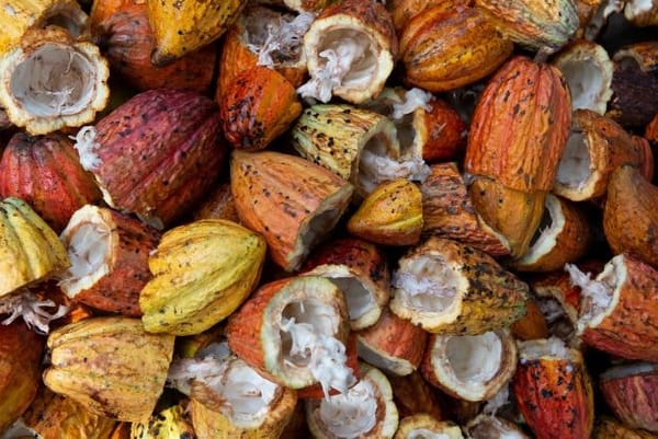 What makes cocoa bean husks special?