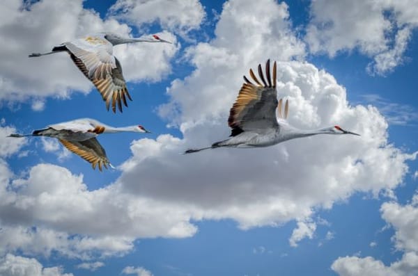 Bird migration can be disrupted by artificial light.