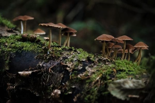 The evolution of mushrooms. They might have reached heights of eight meters 450 million years ago.