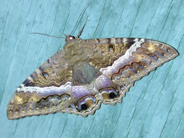 Butterfly of death, the soul of the deceased for the Zapotecs.