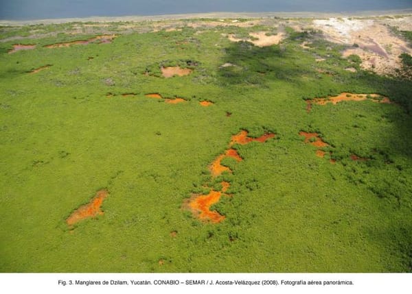 Panoramic aerial view of mangroves of Dzilam, Yucatan, Mexico.