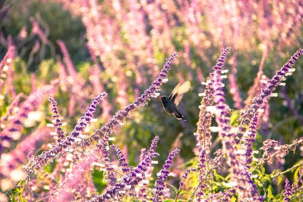   Mexico's abundant biodiversity allows for the sighting of up to 1,966 bird species.